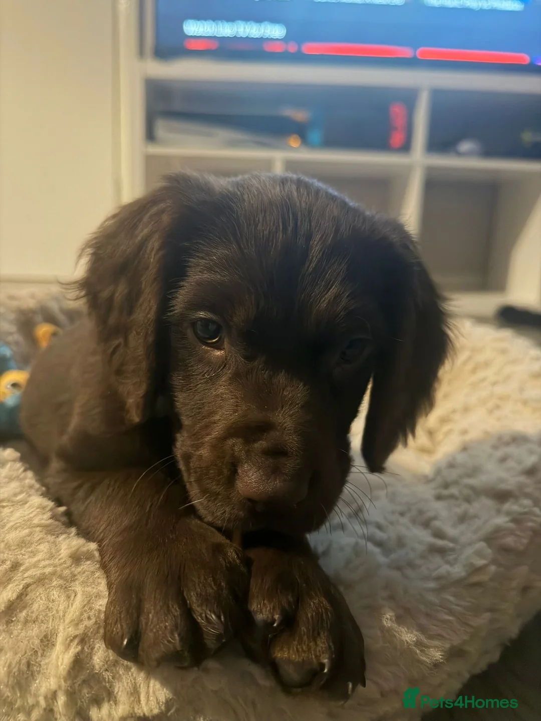 Mixed Breed dogs for sale: Reggie in Walsall - Advert 1