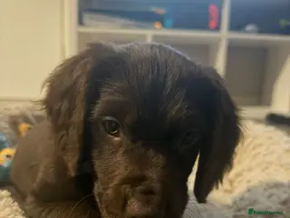 Mixed Breed dogs Reggie - Advert 1