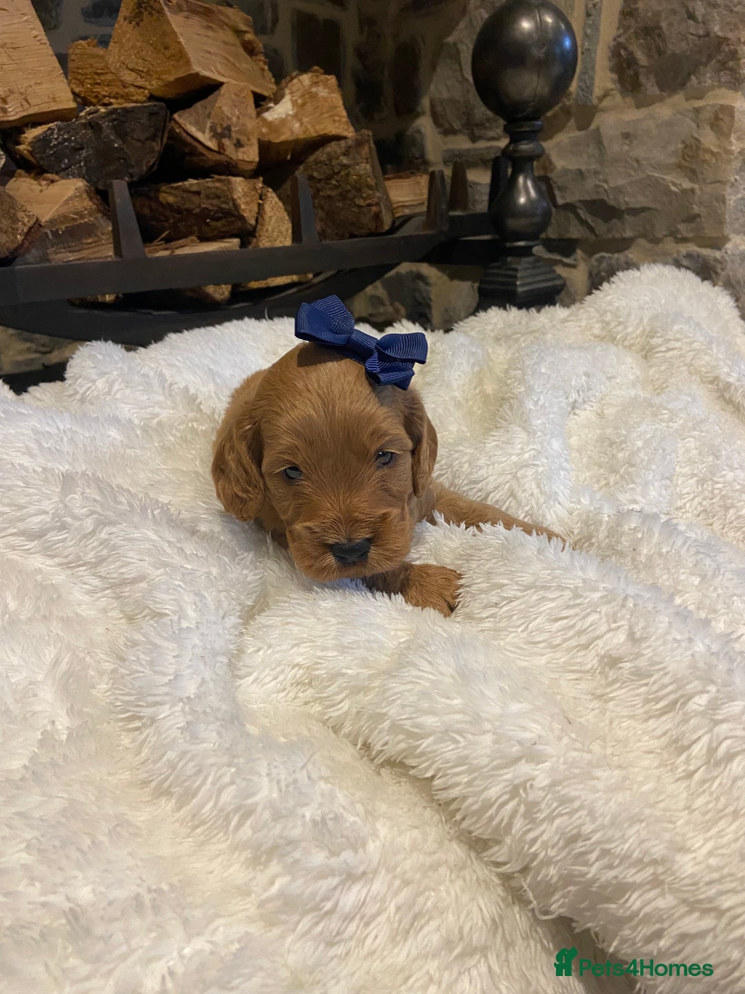 Cockapoo dogs for sale: Gorgeous litter of  F1 Cockapoo’s - Image 6