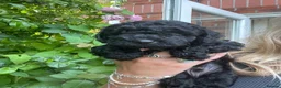 Cockapoo dogs for sale: Beautiful F2B miniature Cockapoos - Black - Advert 17