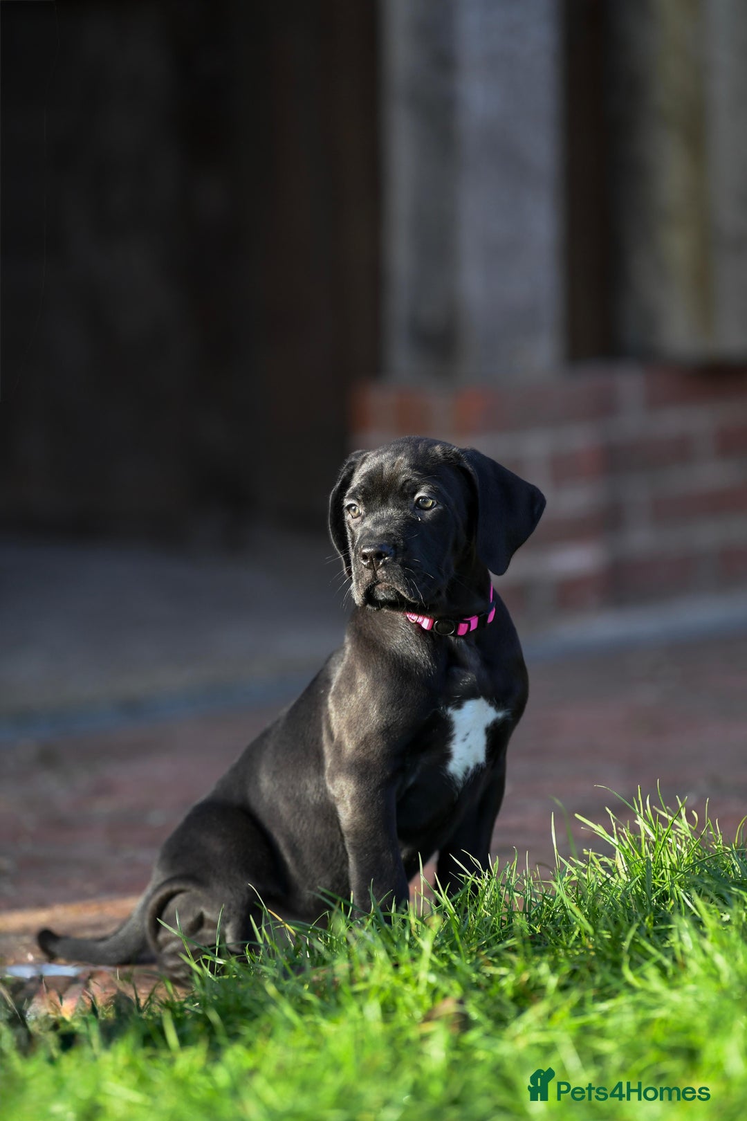 Cane Corso dogs for sale: Cane Corso pups  - Advert 7