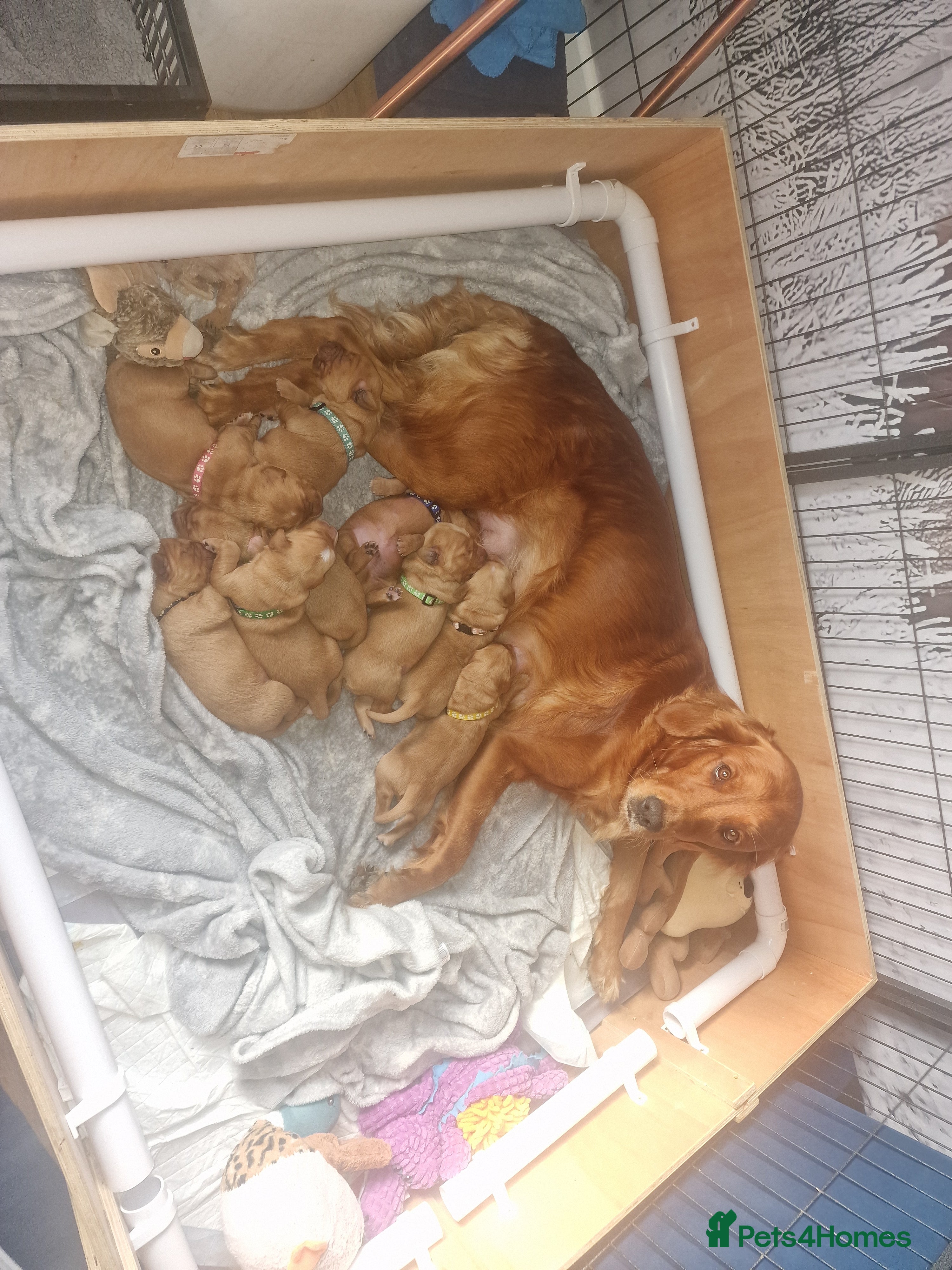 Golden Retriever dogs Beautiful KC-Registered Golden Retriever Puppies - Advert 4