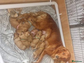 Golden Retriever dogs Beautiful KC-Registered Golden Retriever Puppies - Advert 1