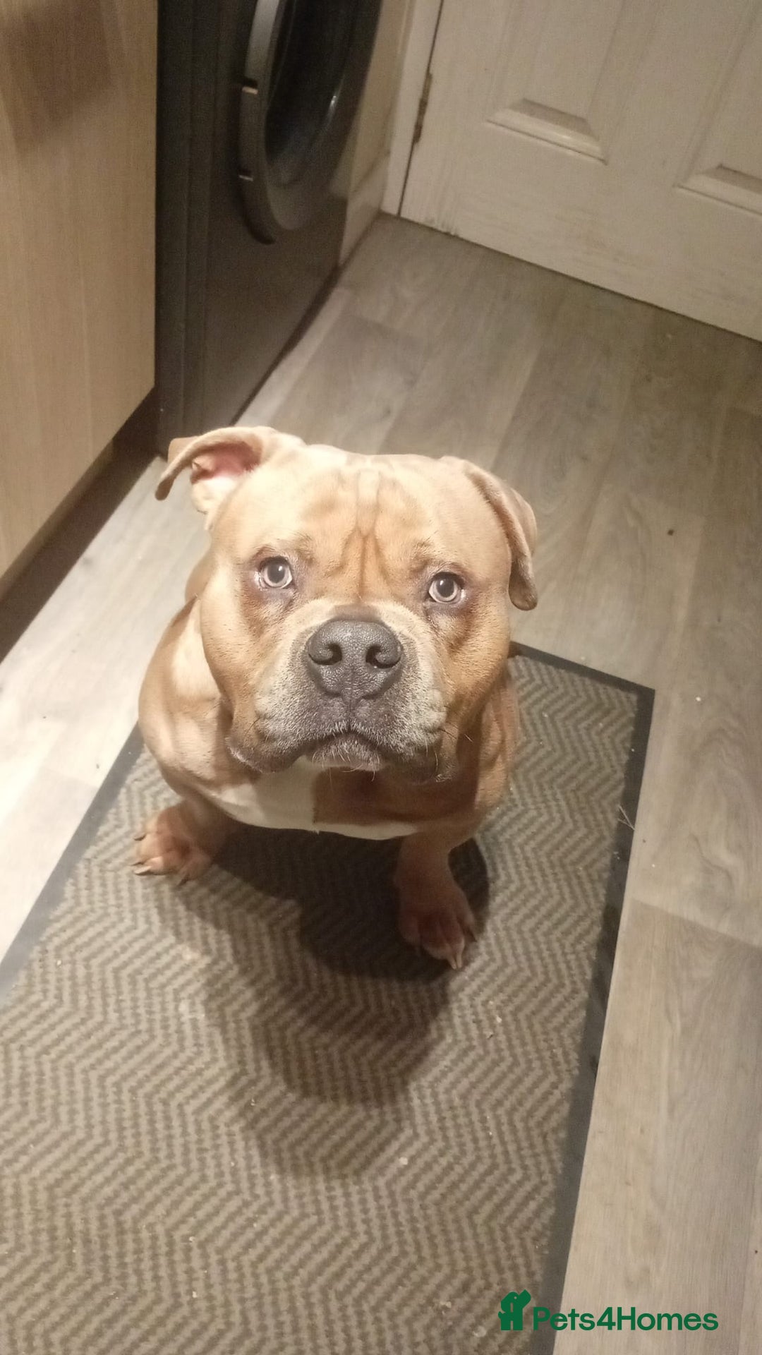 American Bully dogs for sale: 13 month old pocket bully male  - Advert 2