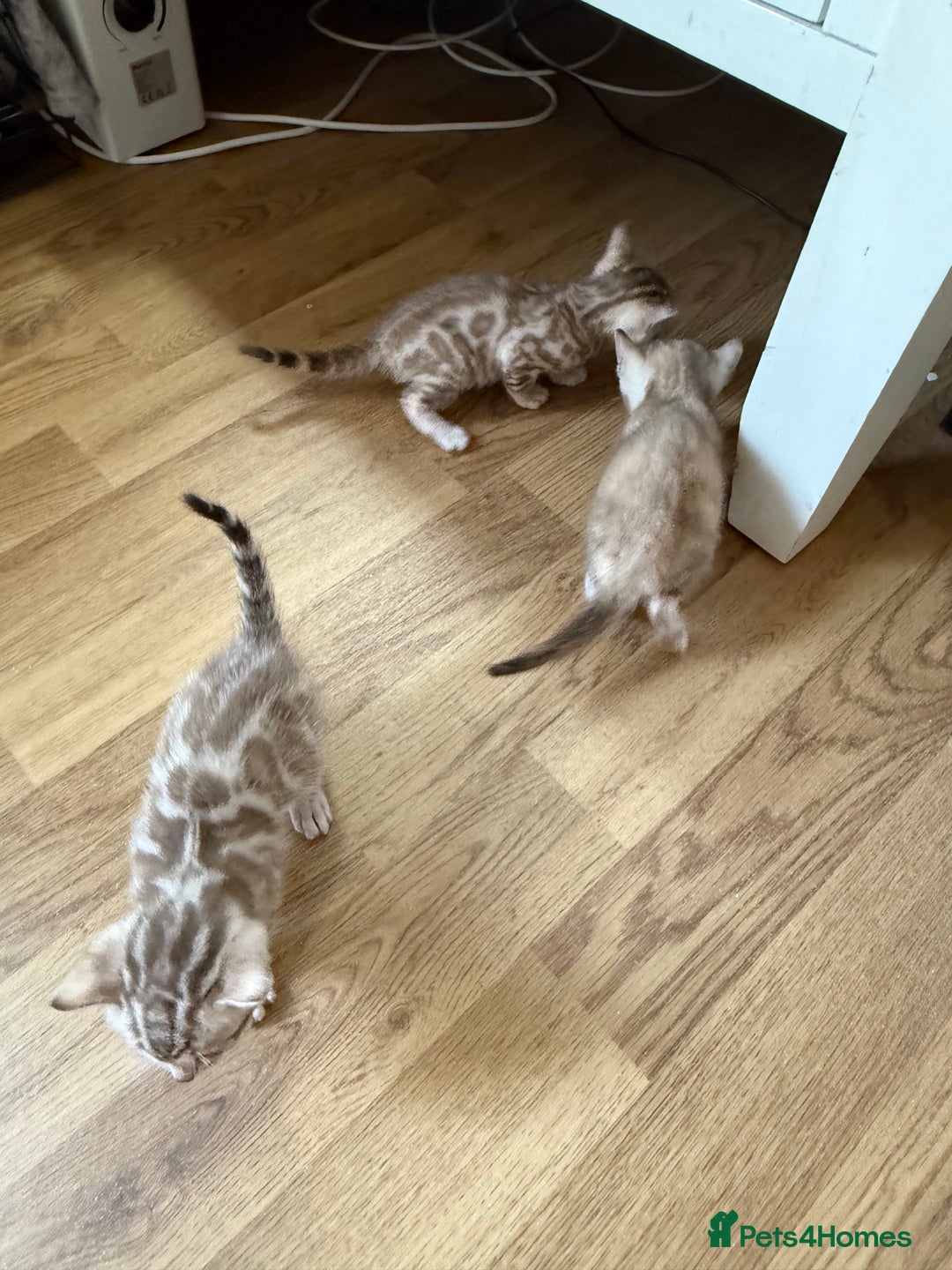 Bengal cats for sale: Bengal kittens  - Image 4