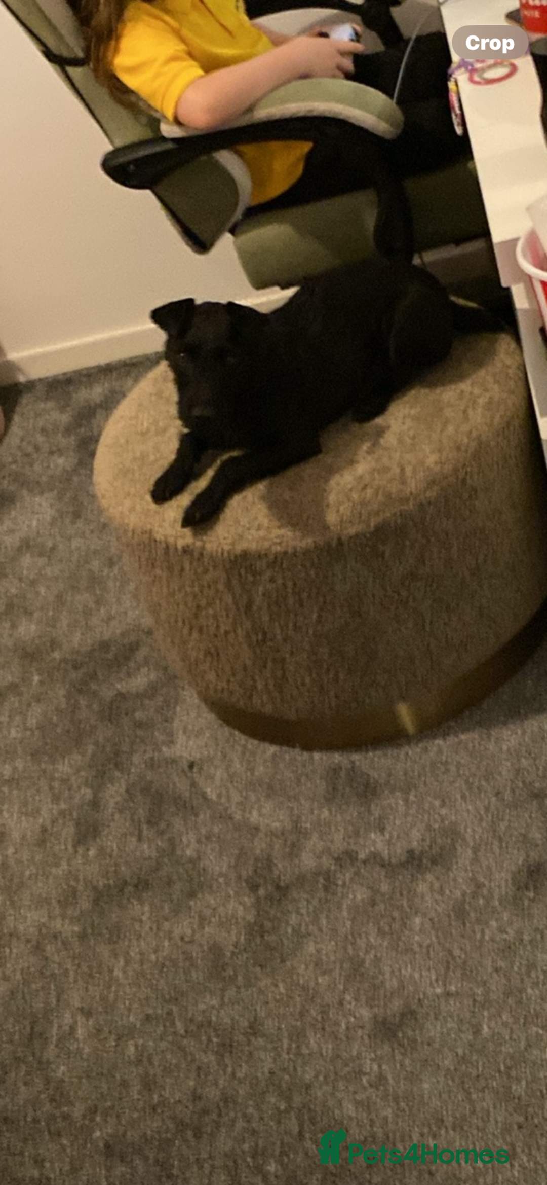 Patterdale Terrier dogs for sale: Wee patterdale girl  - Image 1