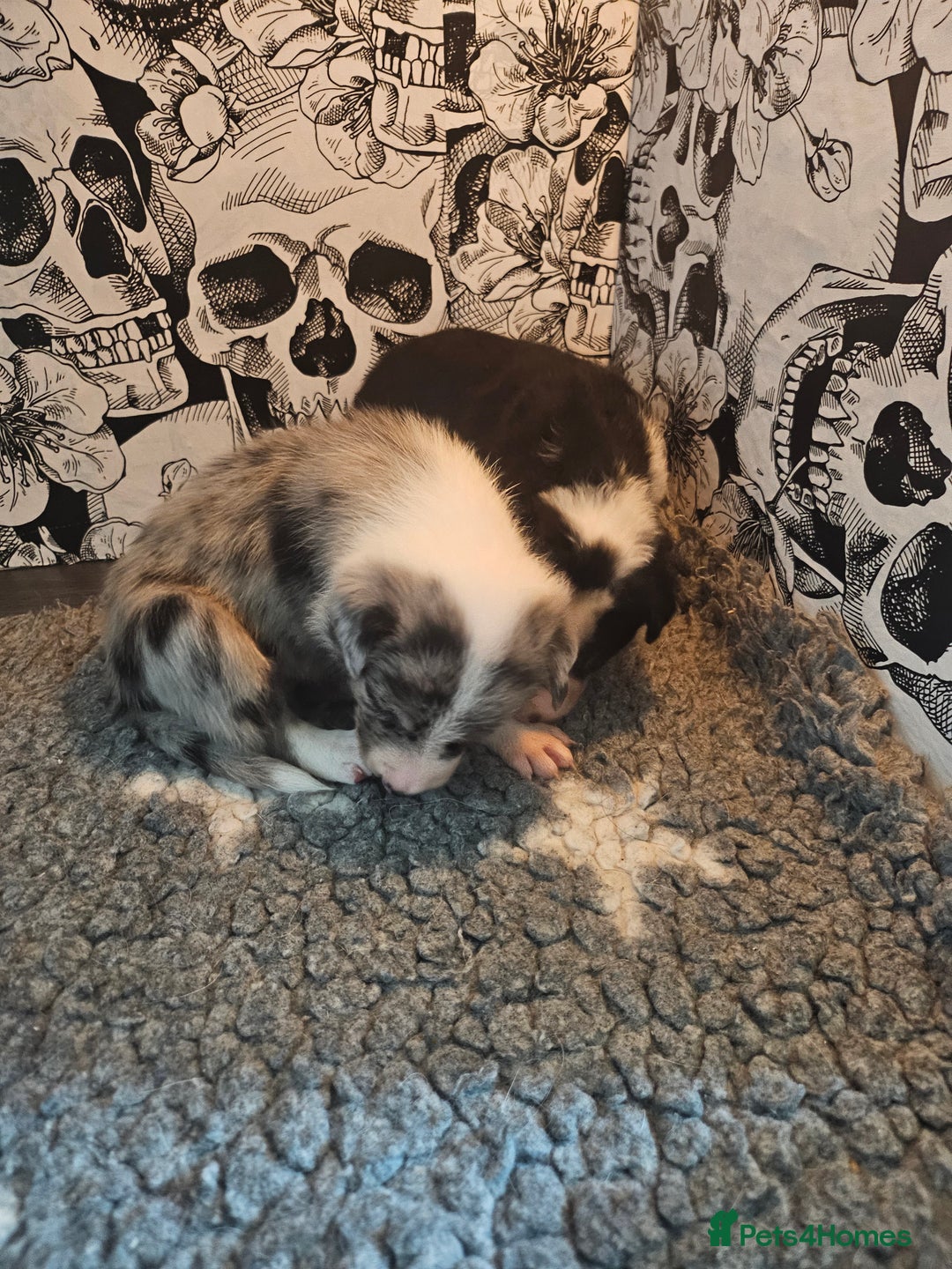 Border Collie dogs for sale: Unique blue merle border collie puppies - Image 32