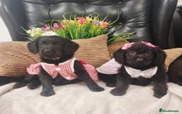 Labradoodle dogs for sale: F1 Labradoodle Puppy's  - Image 5