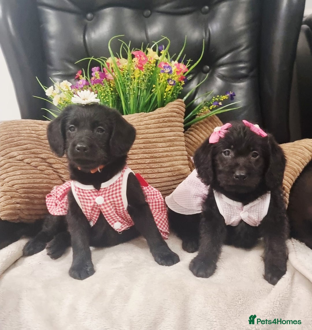 Labradoodle dogs for sale: F1 Labradoodle Puppy's  - Image 5