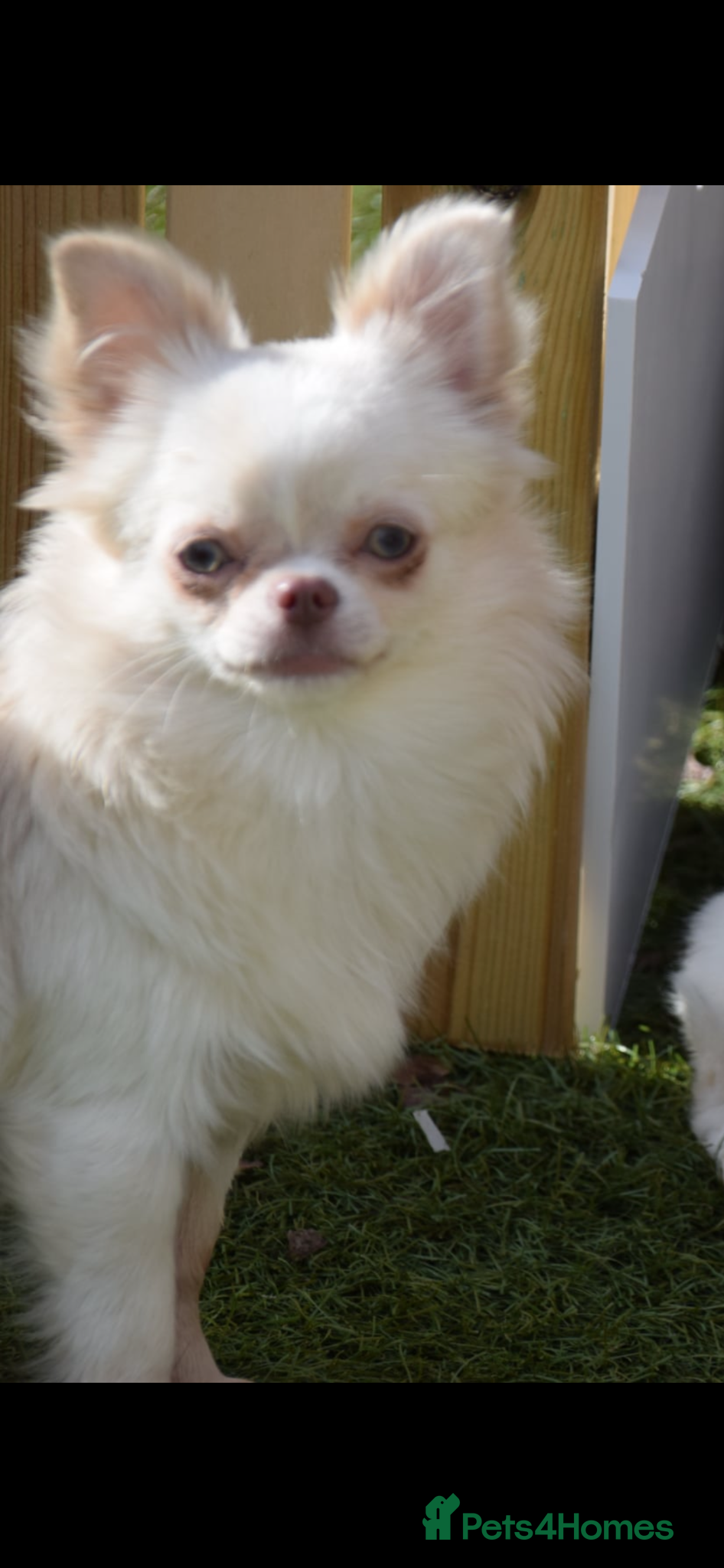 Chihuahua dogs for sale: Gorgeous Long Coat Chihuahua Girl in Dunfermline - Advert 4