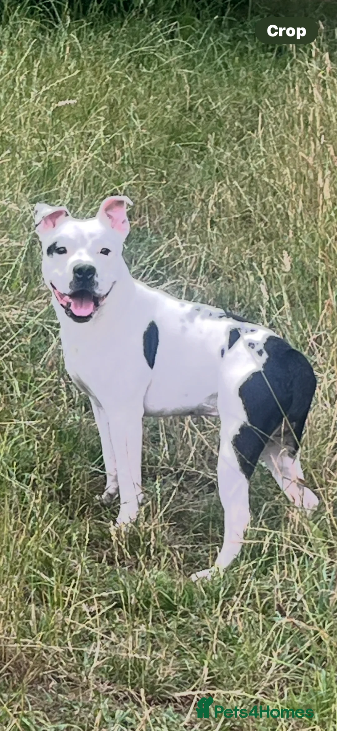 Mixed Breed dogs for sale: Male staffy x in Chesterfield - Advert 2