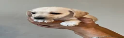 Patterjack dogs for sale: 3/4 jack Russel pups looking for new homes - Advert 8
