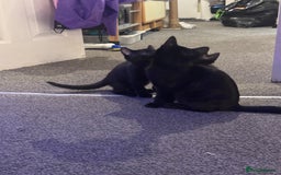 Domestic Shorthair cats for sale: Black kittens  - Image 11