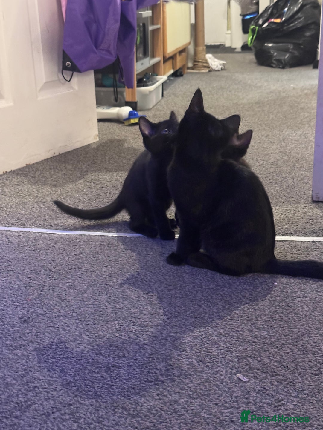 Domestic Shorthair cats for sale: Black kittens  - Image 11