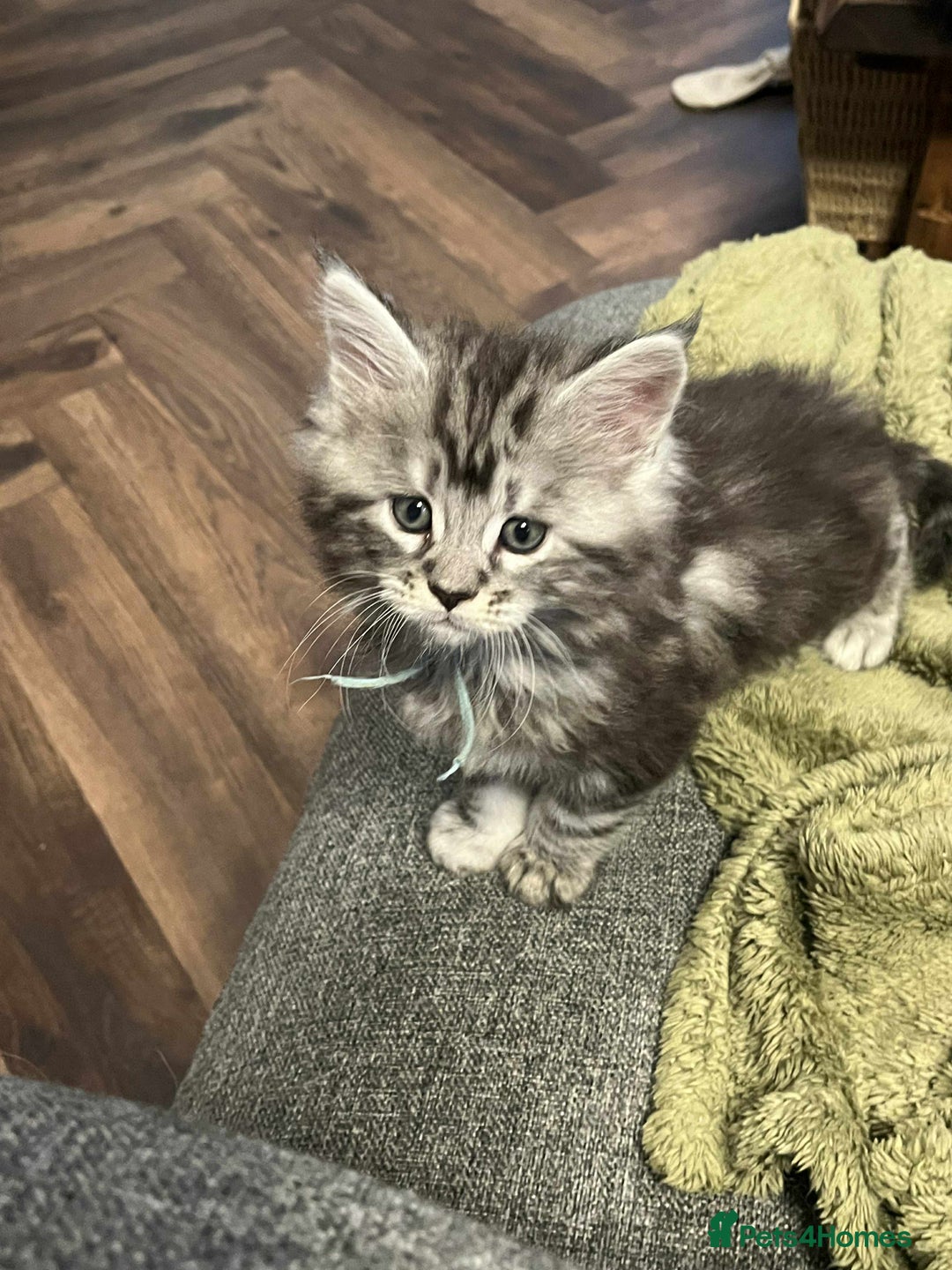 Maine Coon cats for sale: Pure Maine Coon Kittens - Advert 11