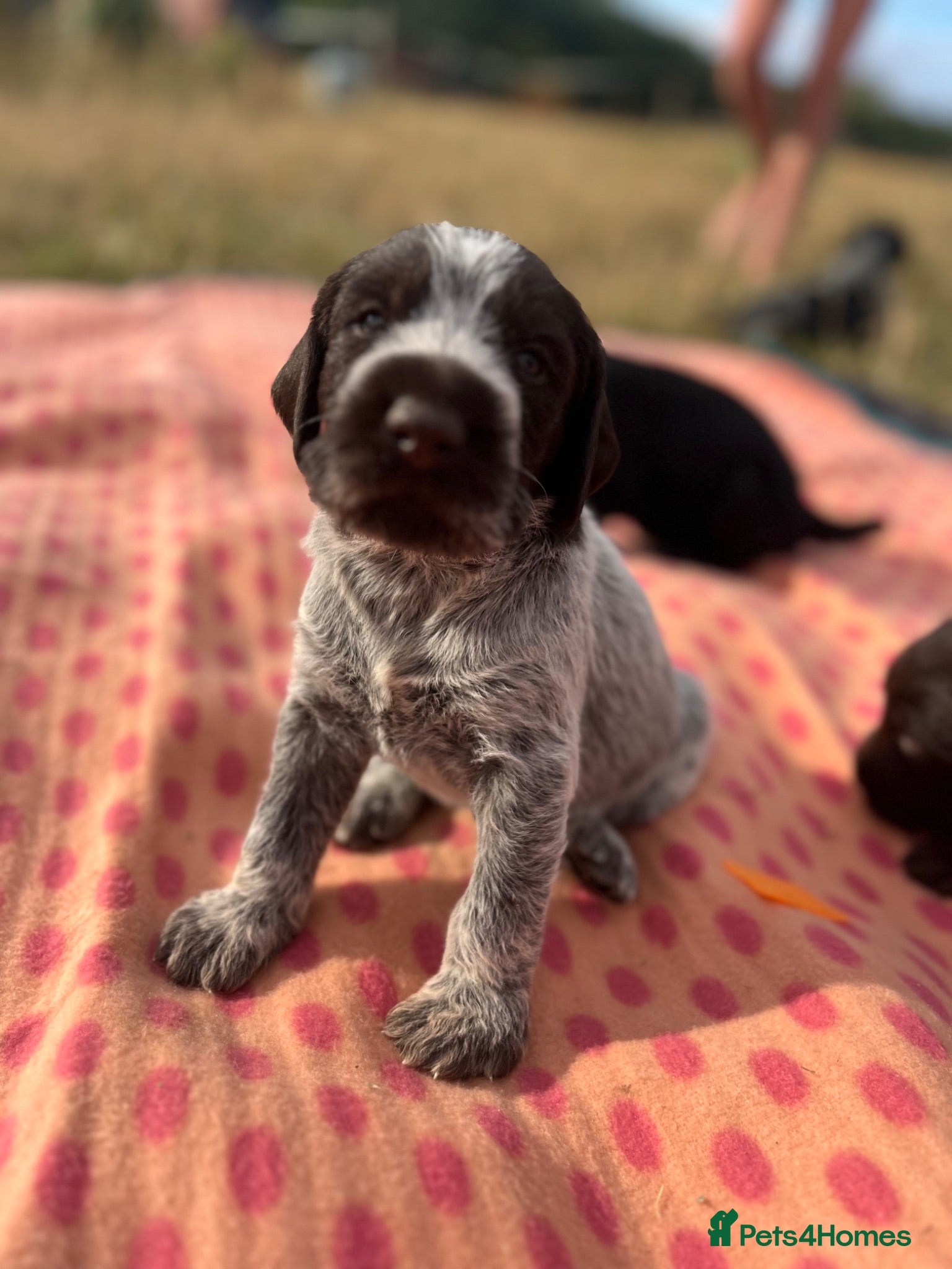 German Wirehaired Pointer dogs KC registered German wire haired pointer puppies - Advert 4