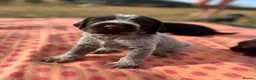 German Wirehaired Pointer dogs for sale: KC registered German wire haired pointer puppies in Dunstable - Advert 1