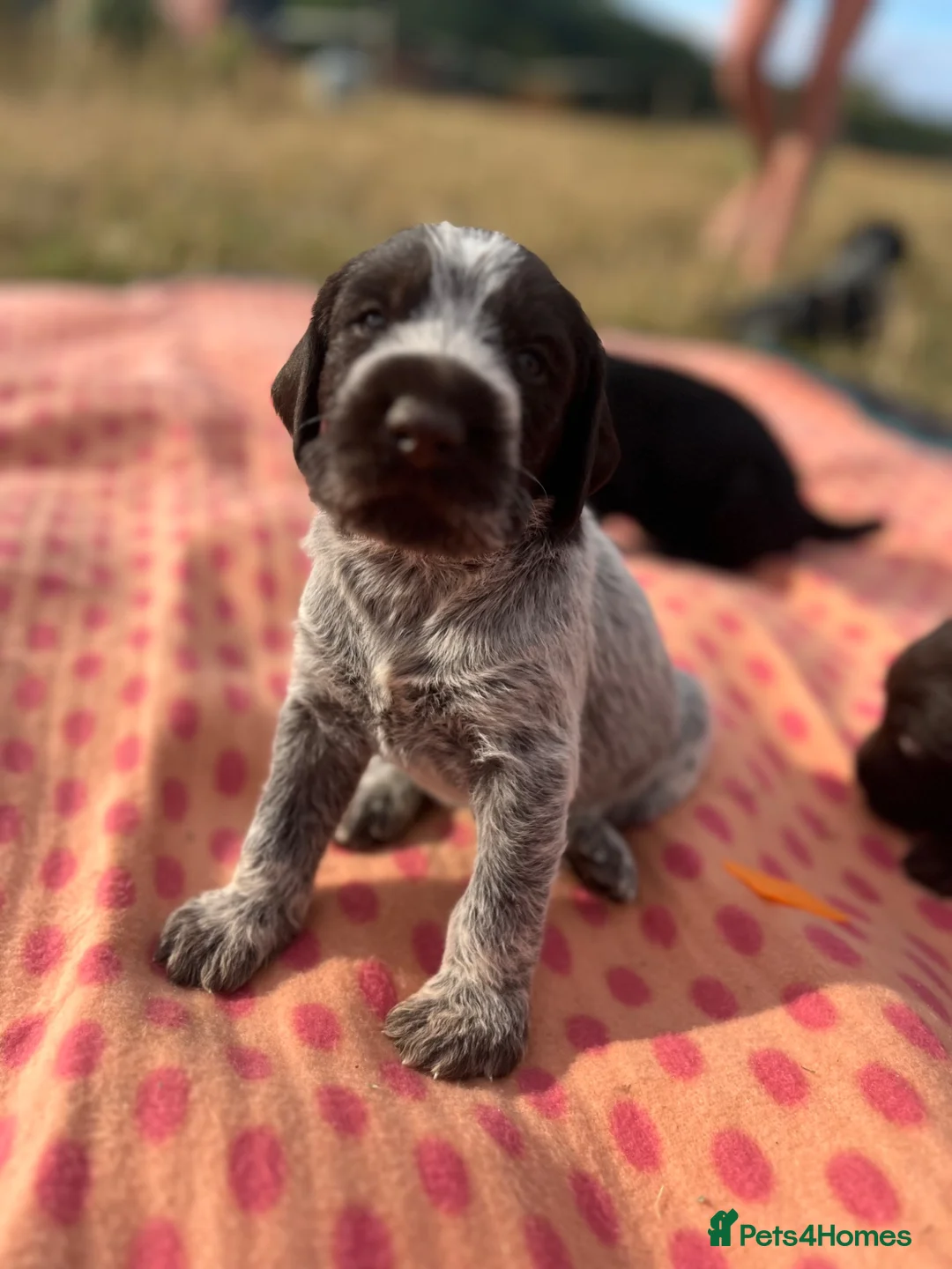 German Wirehaired Pointer dogs for sale: KC registered German wire haired pointer puppies in Dunstable - Advert 1
