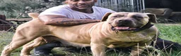 Boerboel dogs for sale: Imperial Boerboels  - Advert 32