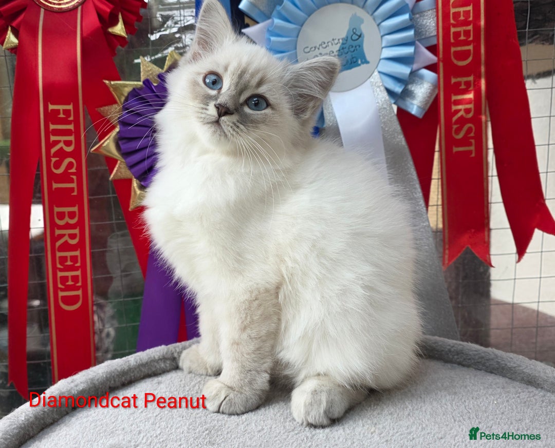 Siberian cats for sale: Champion blood, 5 Gen pedigree, loving kittens - Image 1