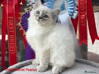 Siberian cats - Advert 1