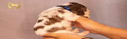 Cocker Spaniel dogs for sale: TRUE SHOW TYPE COCKER SPANIELS - Advert 10