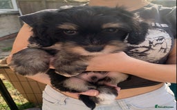 Mixed Breed dogs for sale: Chinese Crested X Cavapoo Puppies - Litter of 6 - Image 3