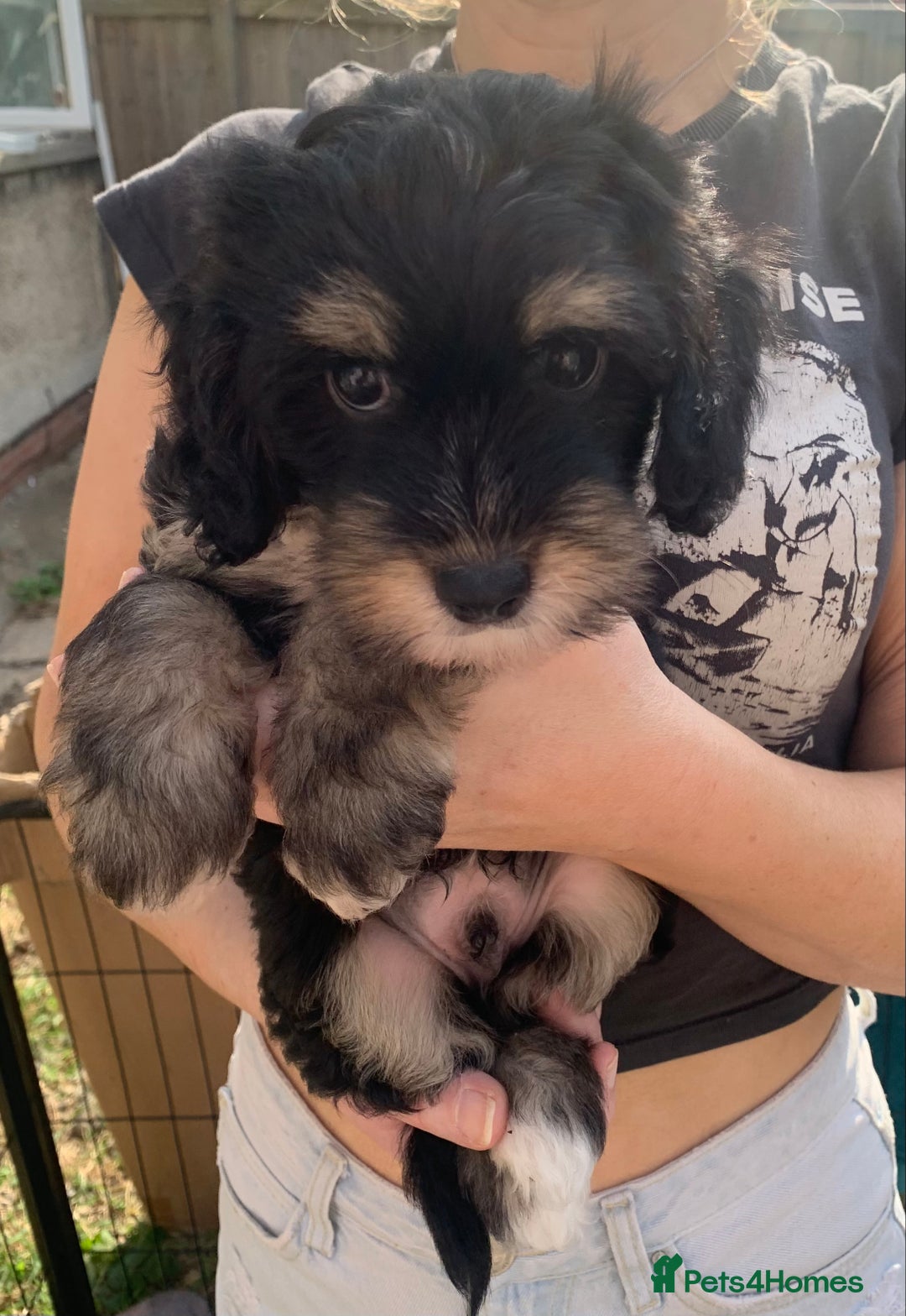 Mixed Breed dogs for sale: Chinese Crested X Cavapoo Puppies - Litter of 6 - Image 3