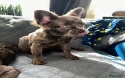 French Bulldog dogs for sale: Fluffy French female bulldog  - Image 4