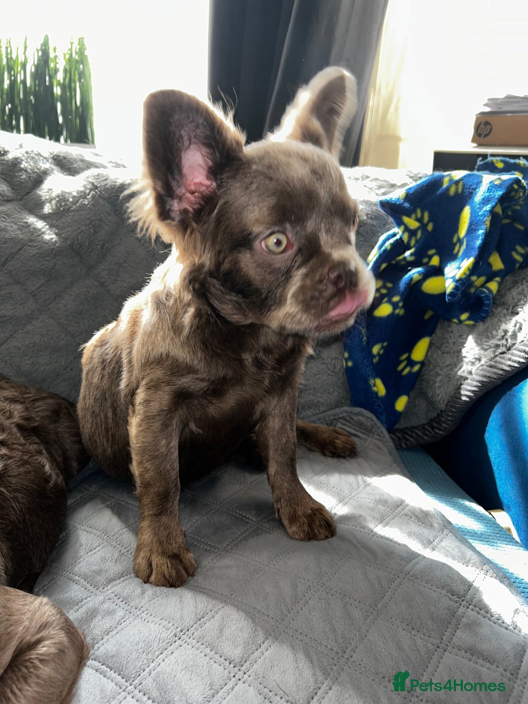 French Bulldog dogs for sale: Fluffy French female bulldog  - Image 4