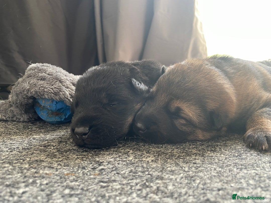 German Shepherd dogs for sale: 2 GORGEOUS MALE PUPPIES  - Image 2