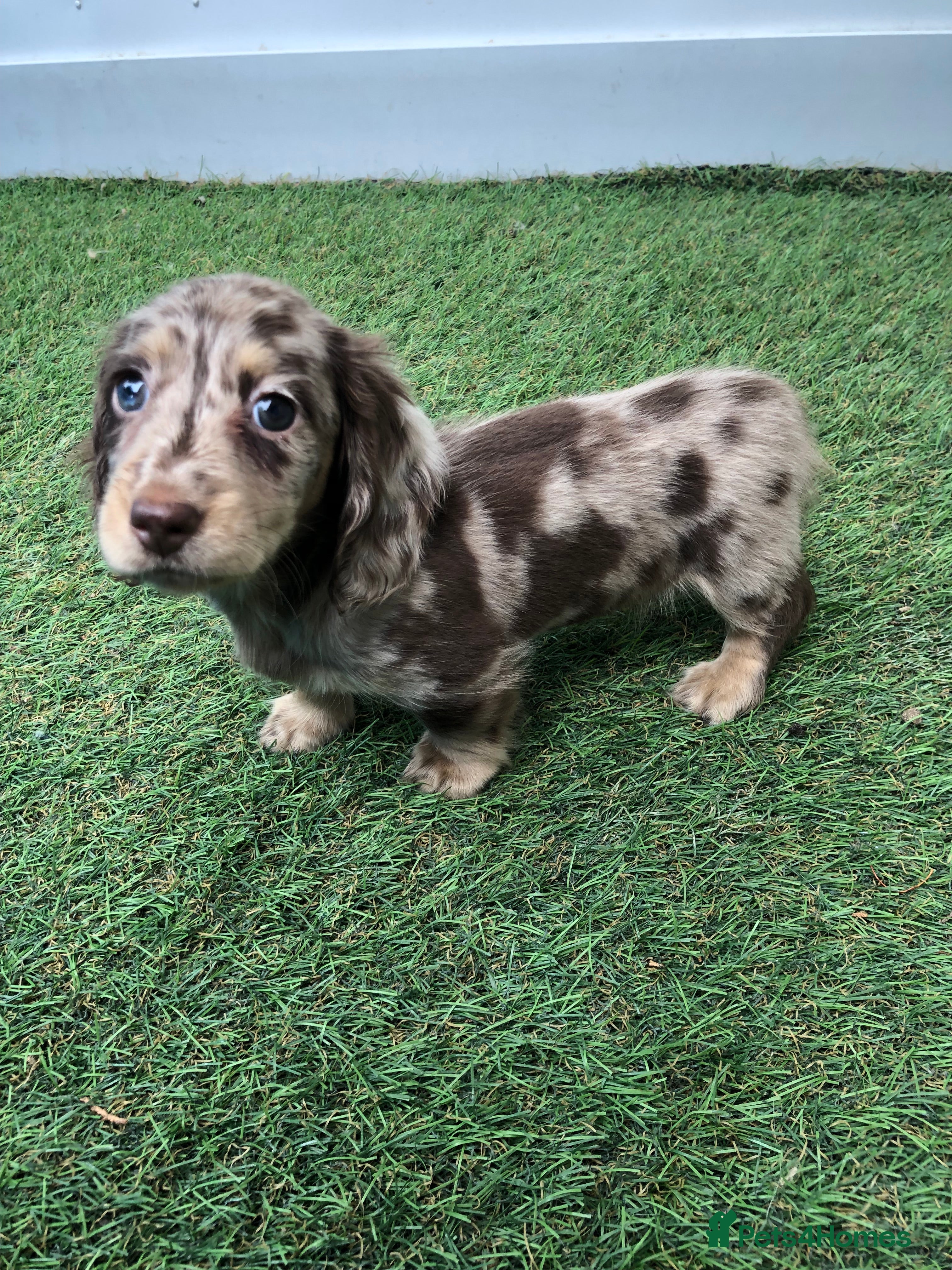 Miniature Dachshund dogs Miniature Longhaired dachshund puppy’s - Advert 2