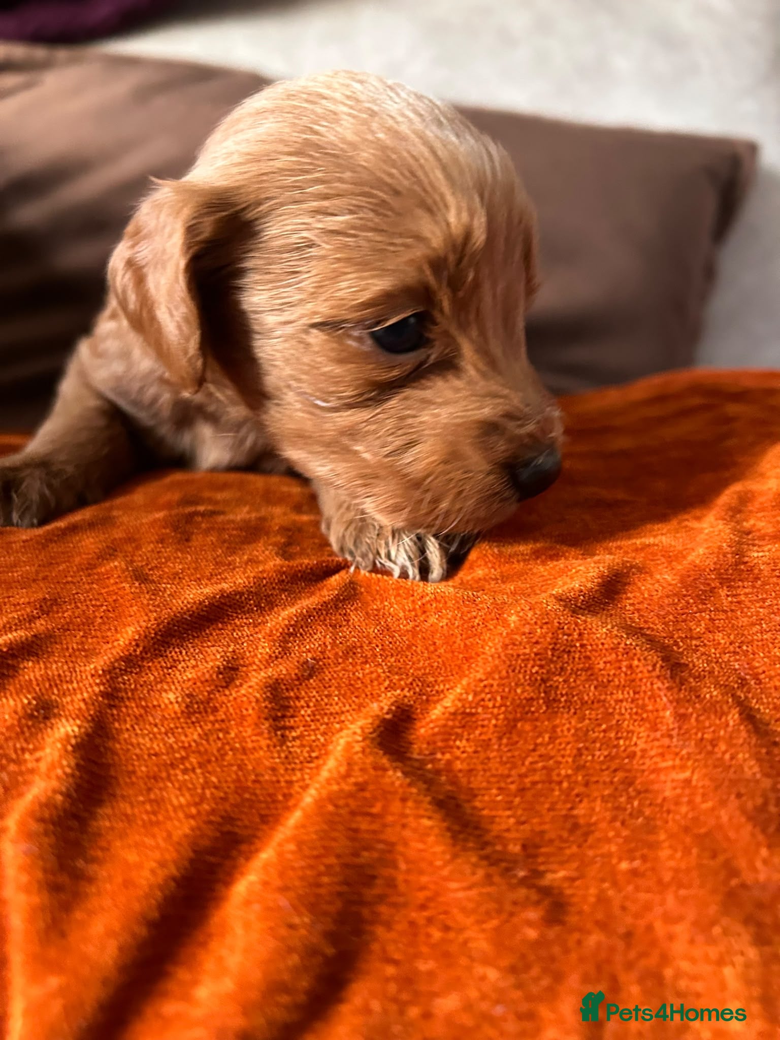 Mixed Breed dogs for sale: 4 beautiful cocapoo/labradoodle girls - Advert 2