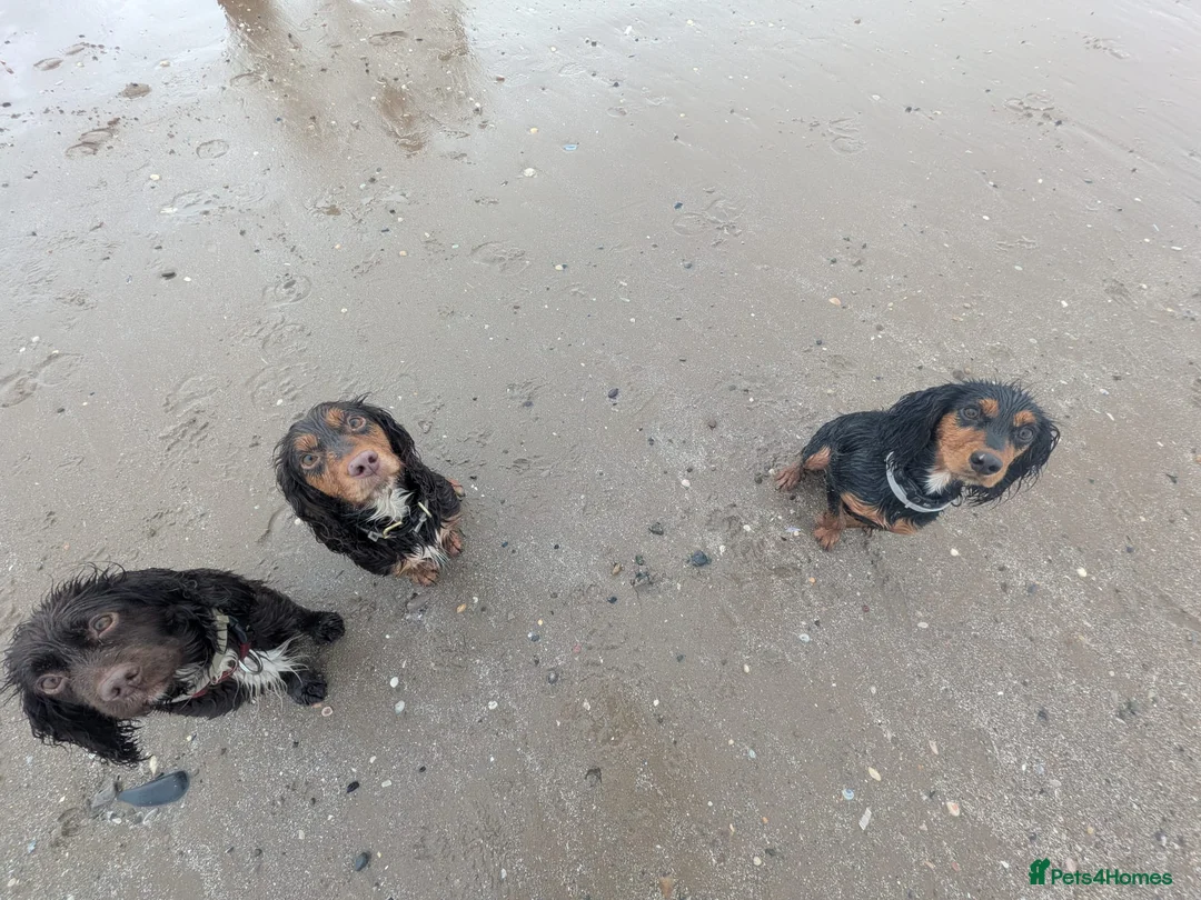 Cocker Spaniel dogs for sale: Stunning Working Cocker - Advert 3