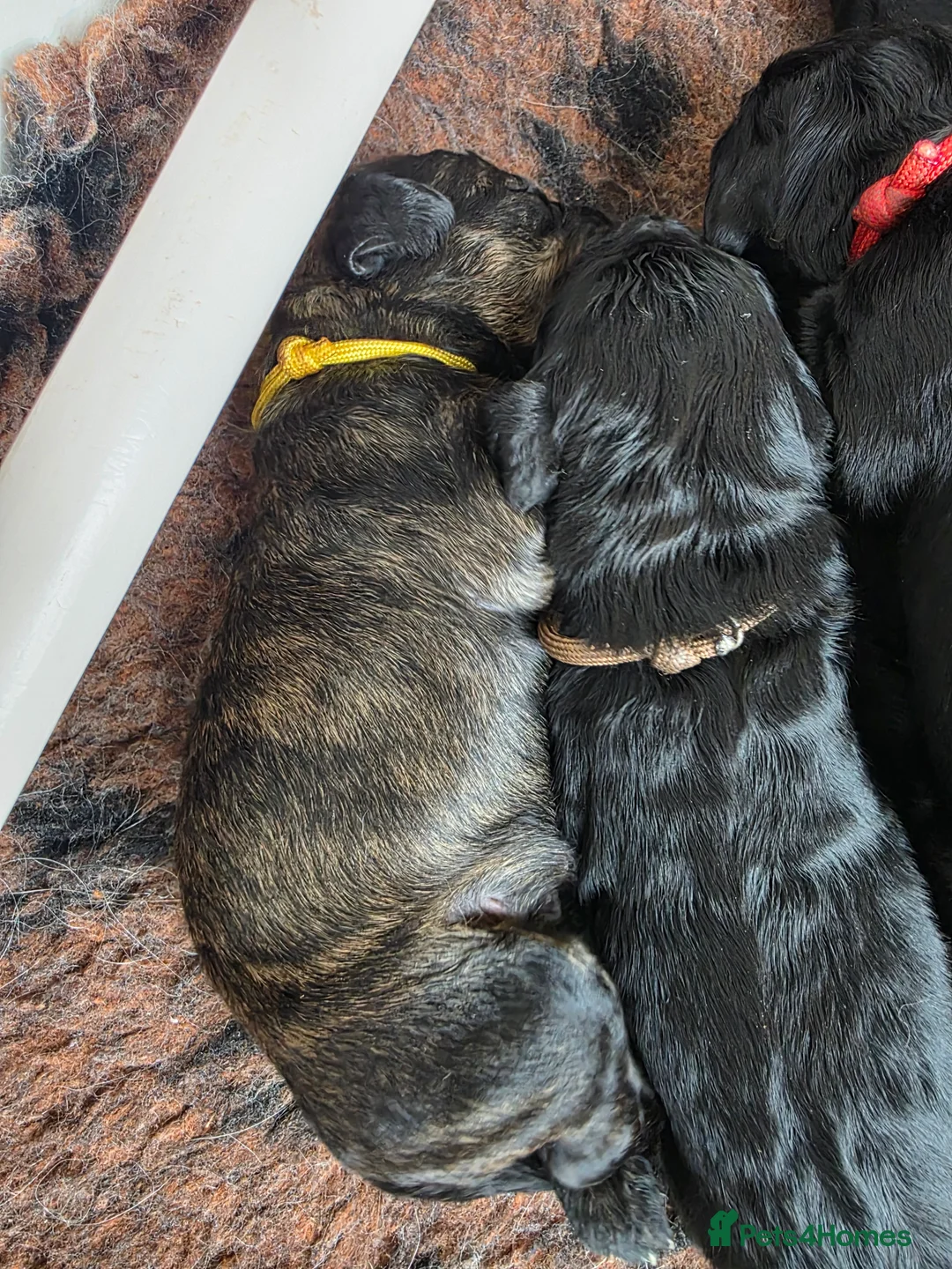 Goldendoodle dogs for sale: Outstanding F1 Goldendoodle Puppies - Advert 16