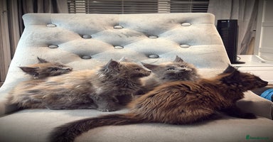 Maine Coon cats - Advert 2
