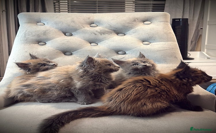 Maine Coon cats - Advert 15