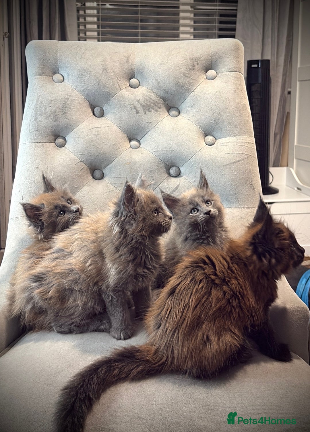 Maine Coon cats for sale: Maine Coone - Image 2