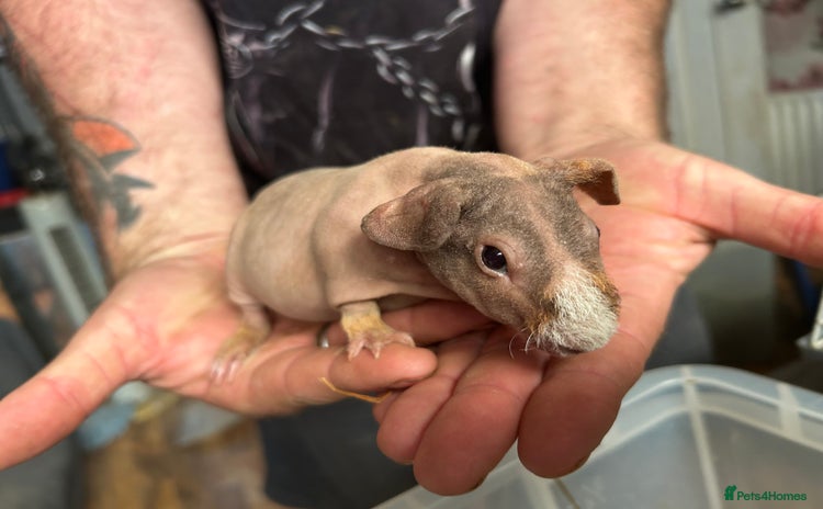 Guinea Pig rodents in Doncaster - Advert 1