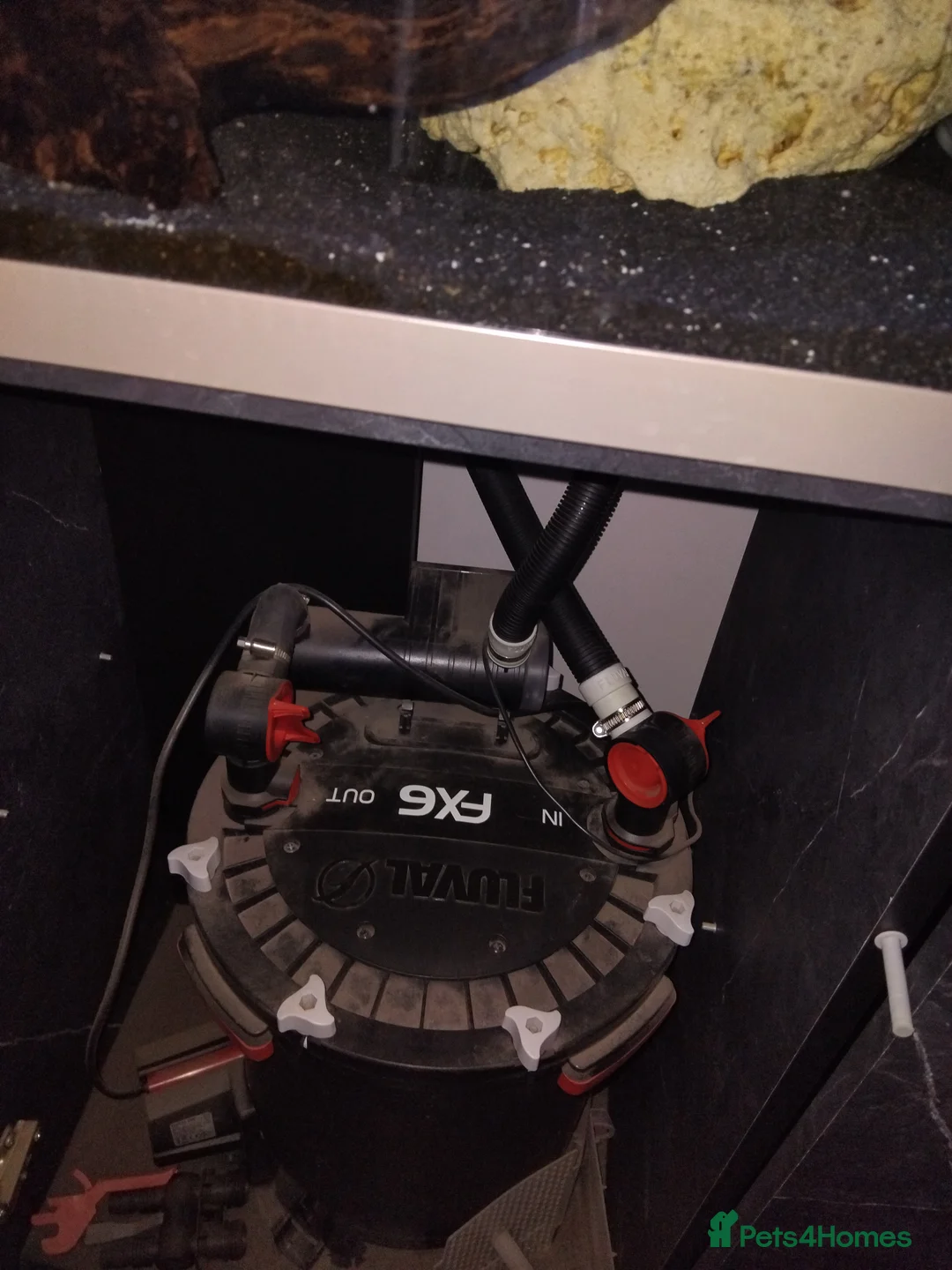 Cichlids fish for sale: 7 Nipimbi blue frontosa with set up - Advert 5