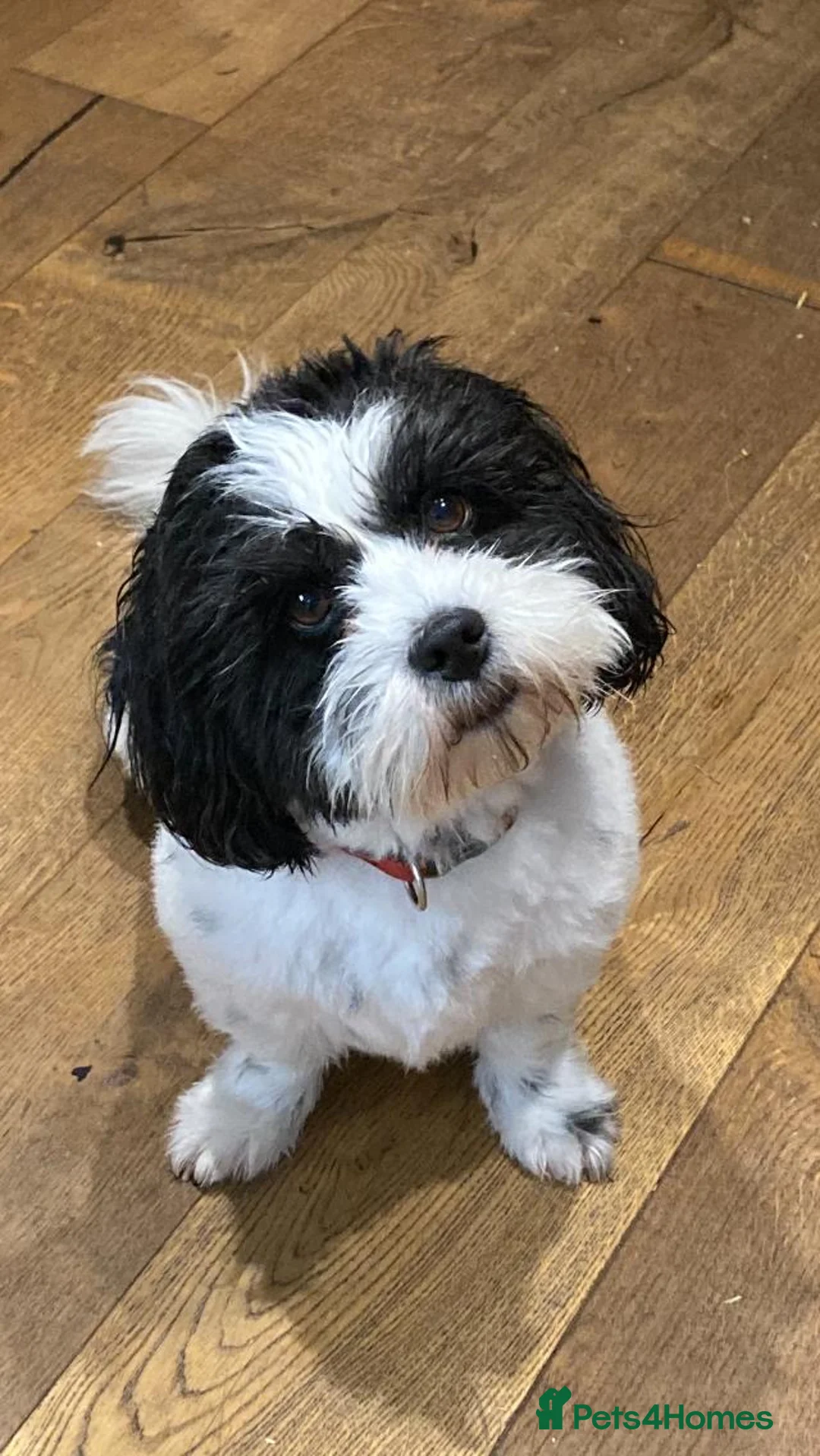 Mixed Breed dogs for stud: Zoochon for Stud - proven  - Advert 2