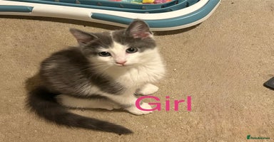 Mixed Breed cats - Advert 13