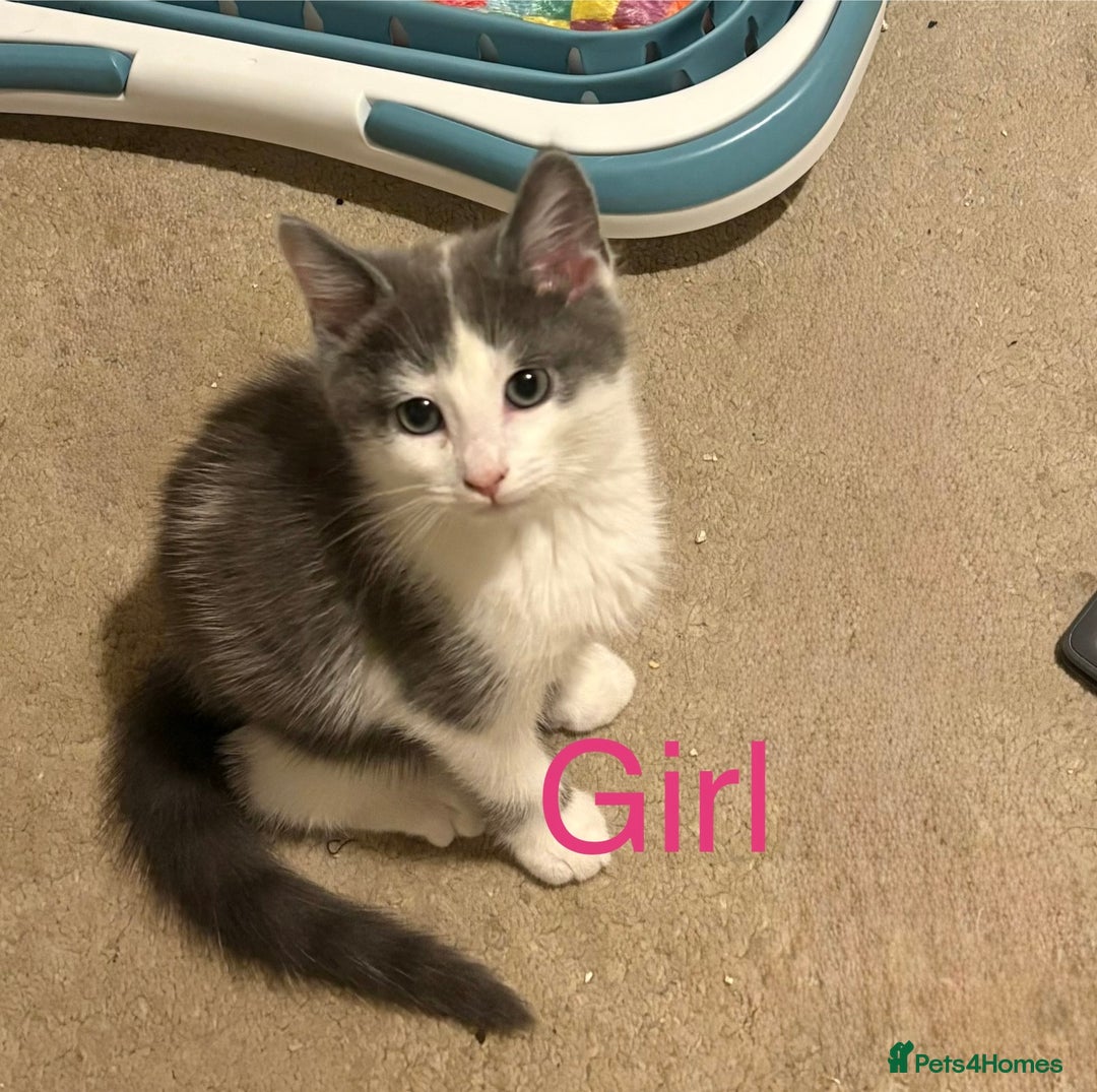 Mixed Breed cats for sale: 4 cheeky kittens ready for their new homes  - Image 3