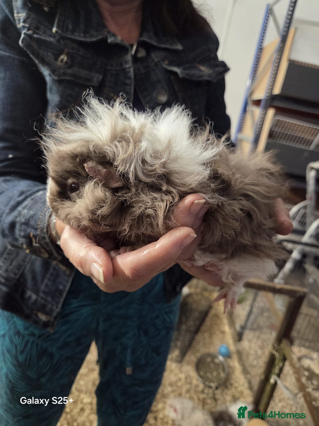 Guinea Pig rodents for sale: Lunkarya Guinea Pig Babies - Image 6