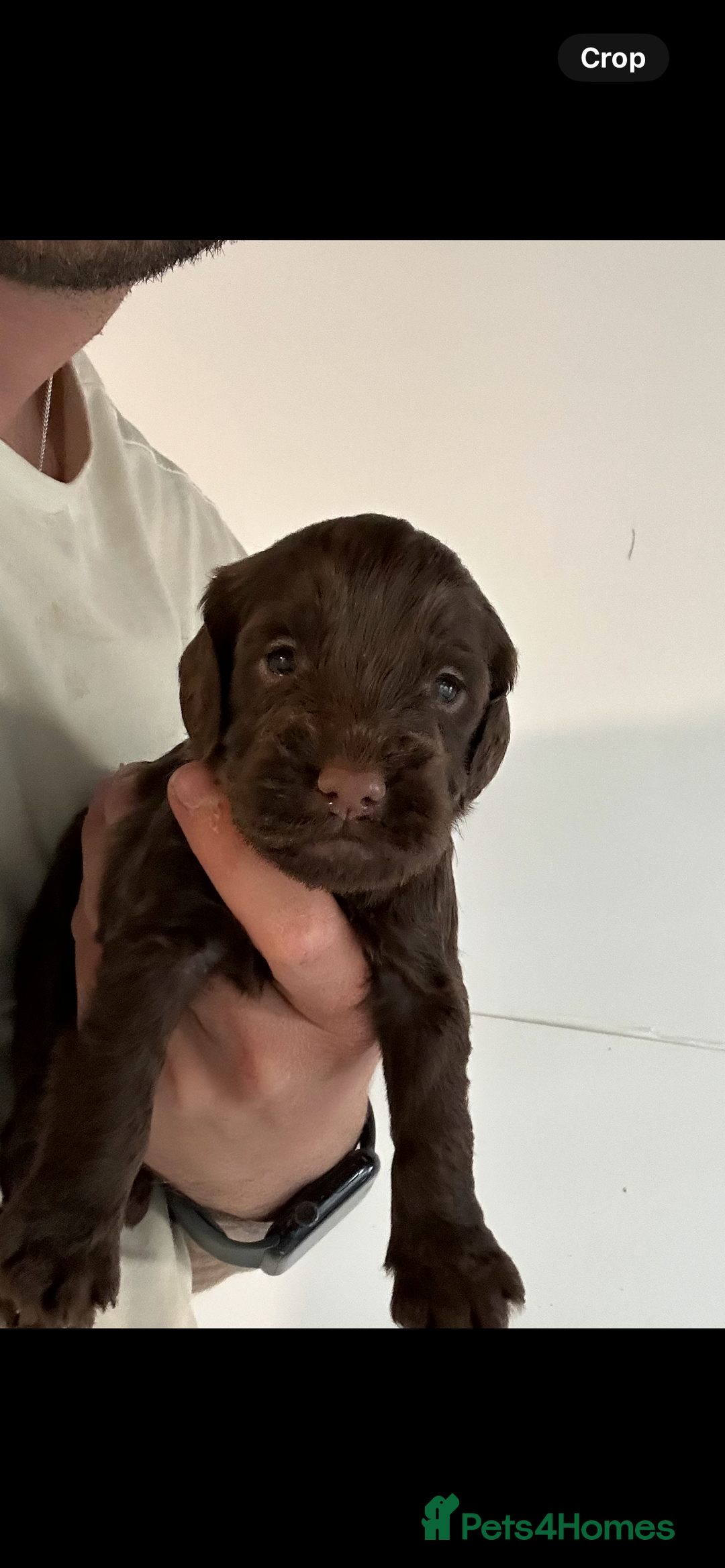 Cockapoo dogs for sale: 🌟 Stunning Cockapoo puppies 🌟  - Image 1
