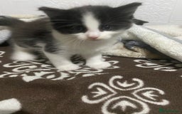 Mixed Breed cats for sale: Kittens for home forever ❤️ - Image 9