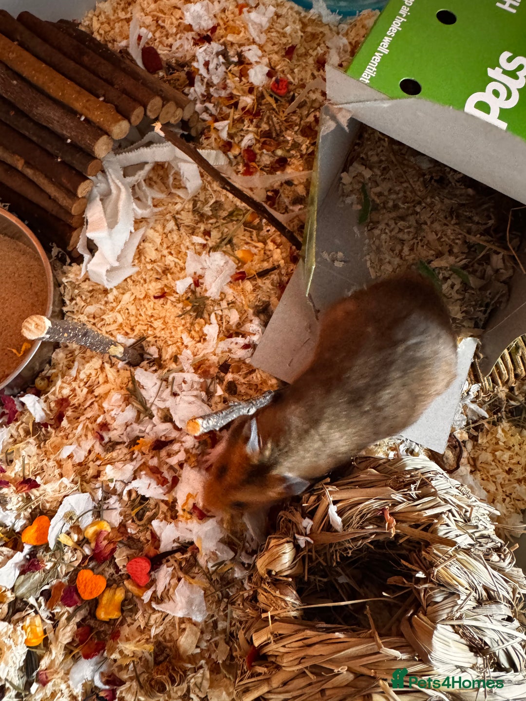 Hamster rodents for sale: Male Syrian hamster - Image 3