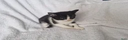 Mixed Breed cats for sale: 5 kittens ready for new home  - Advert 20