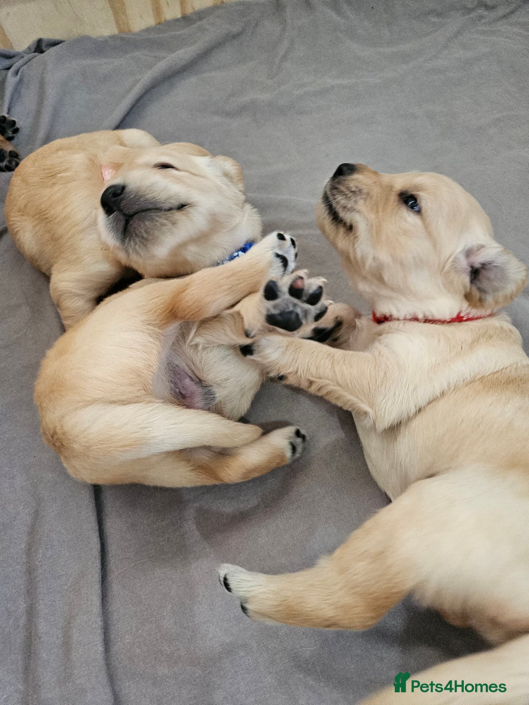 Golden Retriever dogs for sale: Gorgeous KC registered golden retriever puppys - Image 5