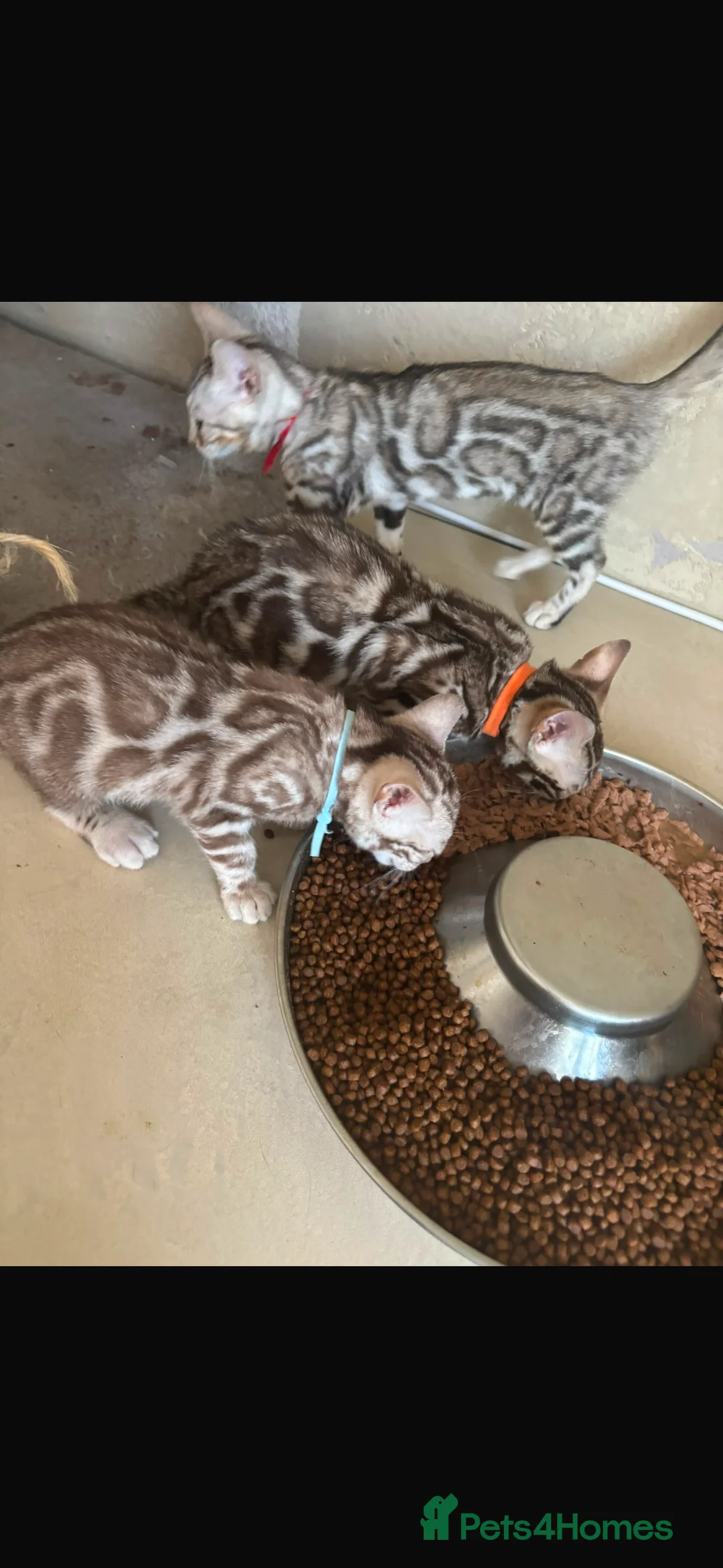 Bengal cats for sale: Bengal kitten-5 months to be rehomed.  - Advert 2